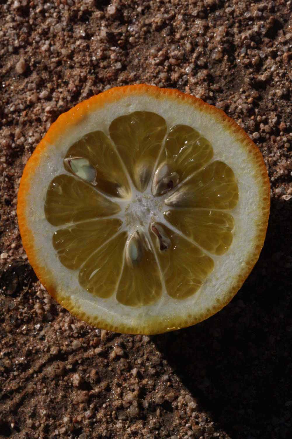              Fruit cross-section (Riverside, CA)       